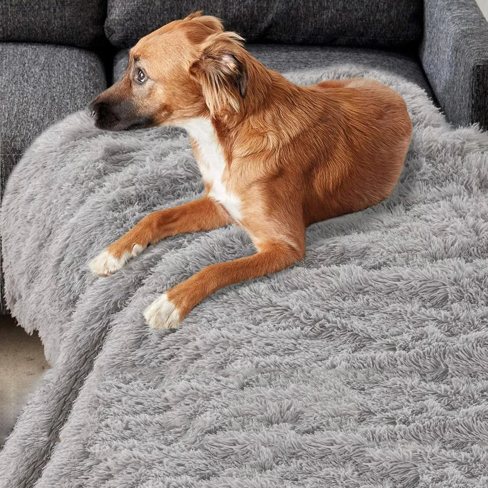 Chien installé sur la couverture polaire chaude et douce