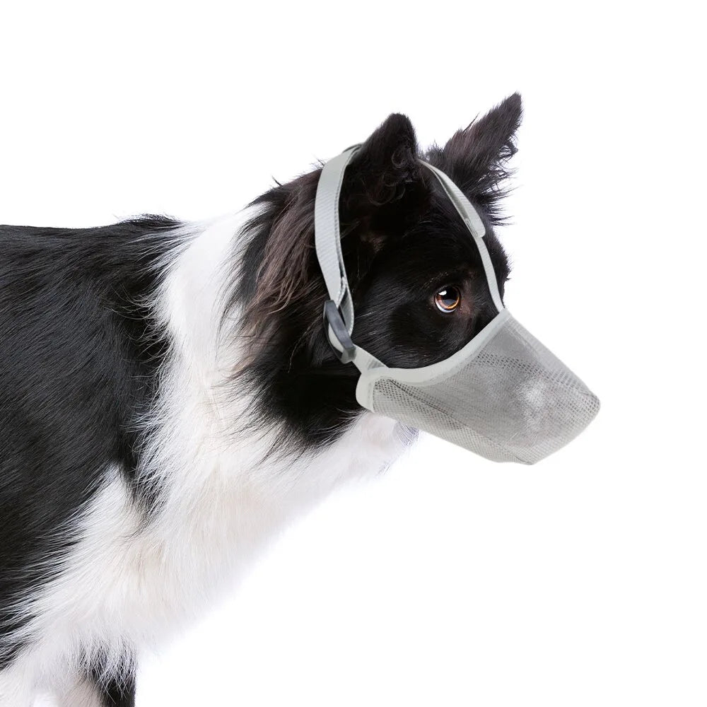 Attache de sécurité de la muselière anti-ramassage pour chien