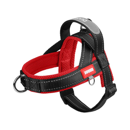 Chihuahua portant le harnais anti-traction pour petit chien
