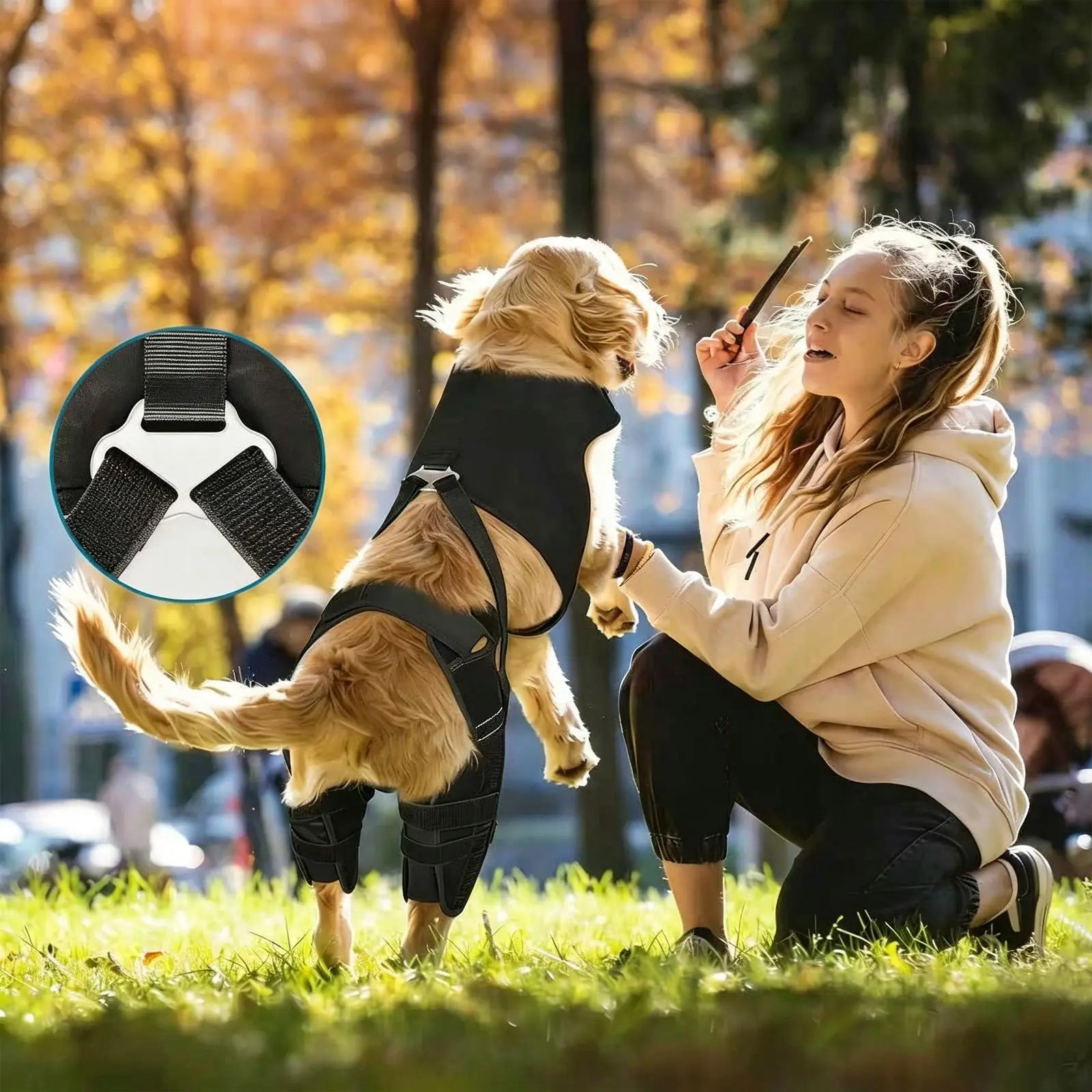 Chien senior portant le manchon de jarret de protection