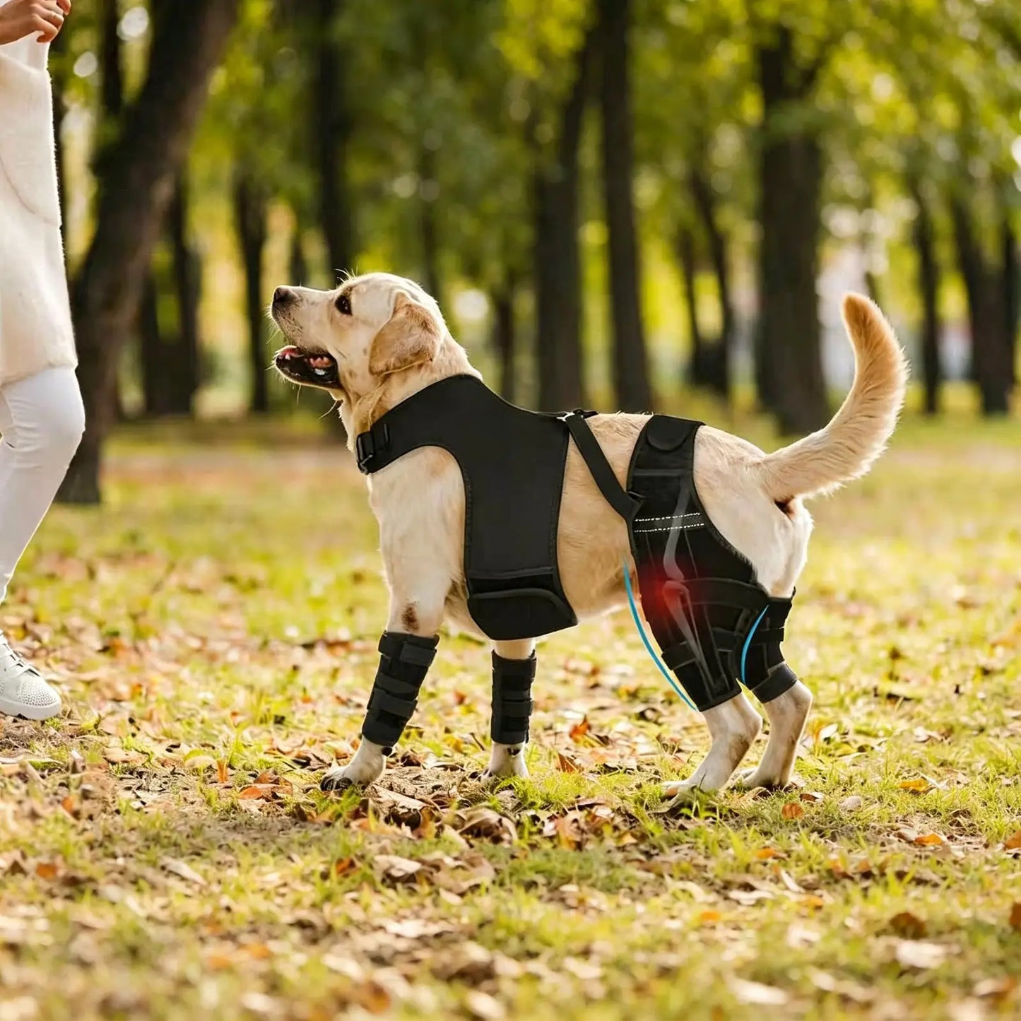 Manchon de jarret porté sur la patte arrière d'un chien