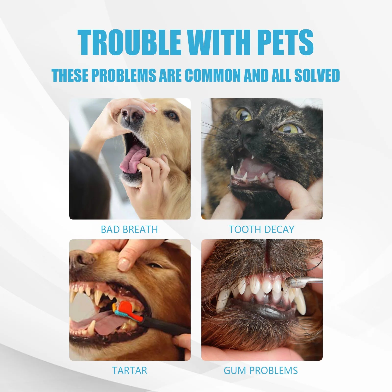 Application du dentifrice sur les dents d'un chien