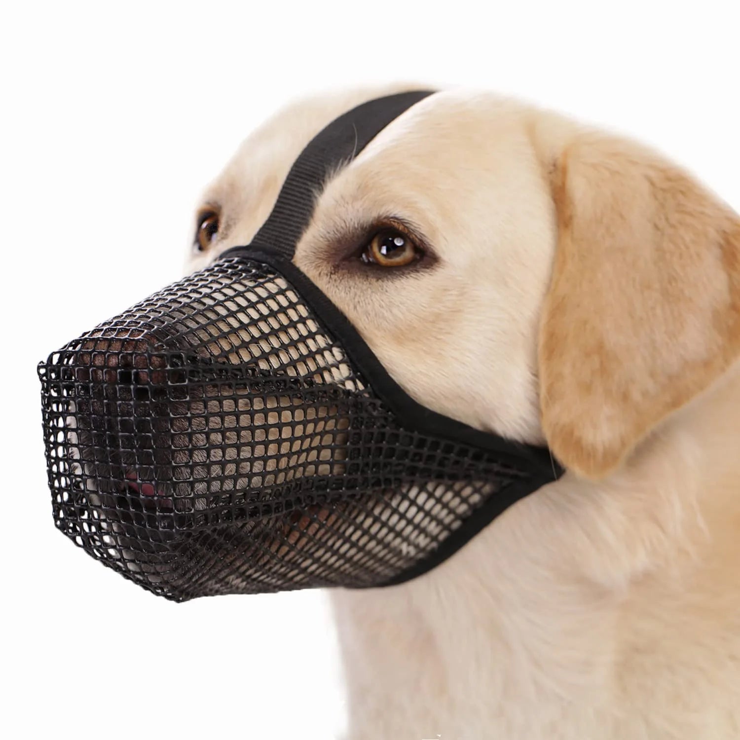 Maille fine de la muselière anti-ramassage pour chien