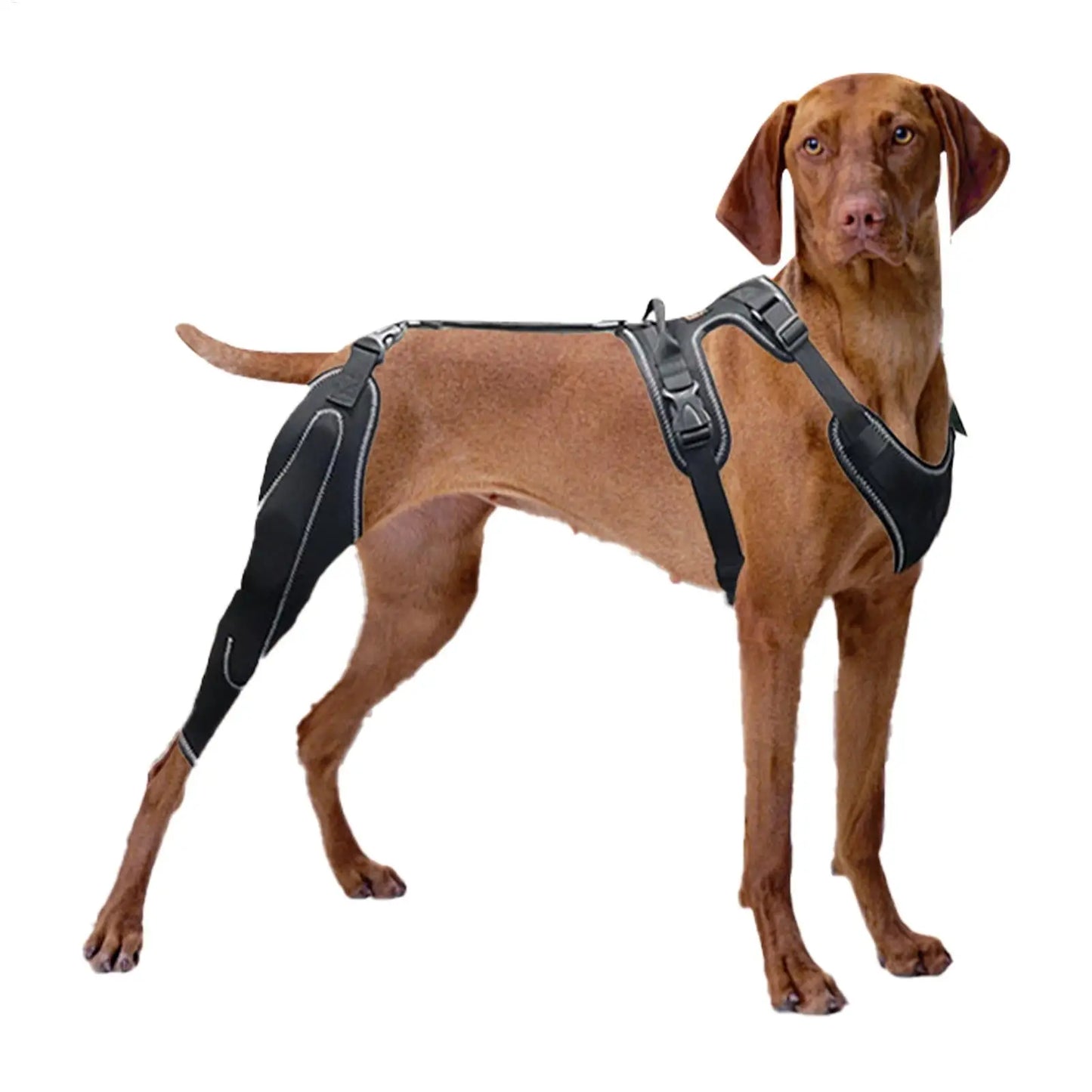 Genouillère pour chien Revixay à renforts métalliques, coloris noir