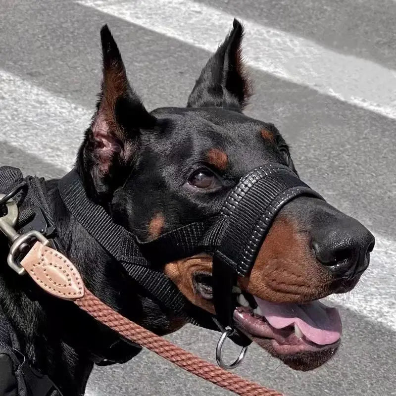 Sangle occipitale de la muselière nylon pour chien