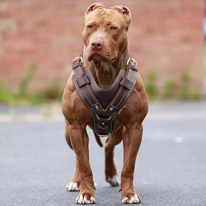 Harnais en cuir pour chien vu de profil, sangles réglables