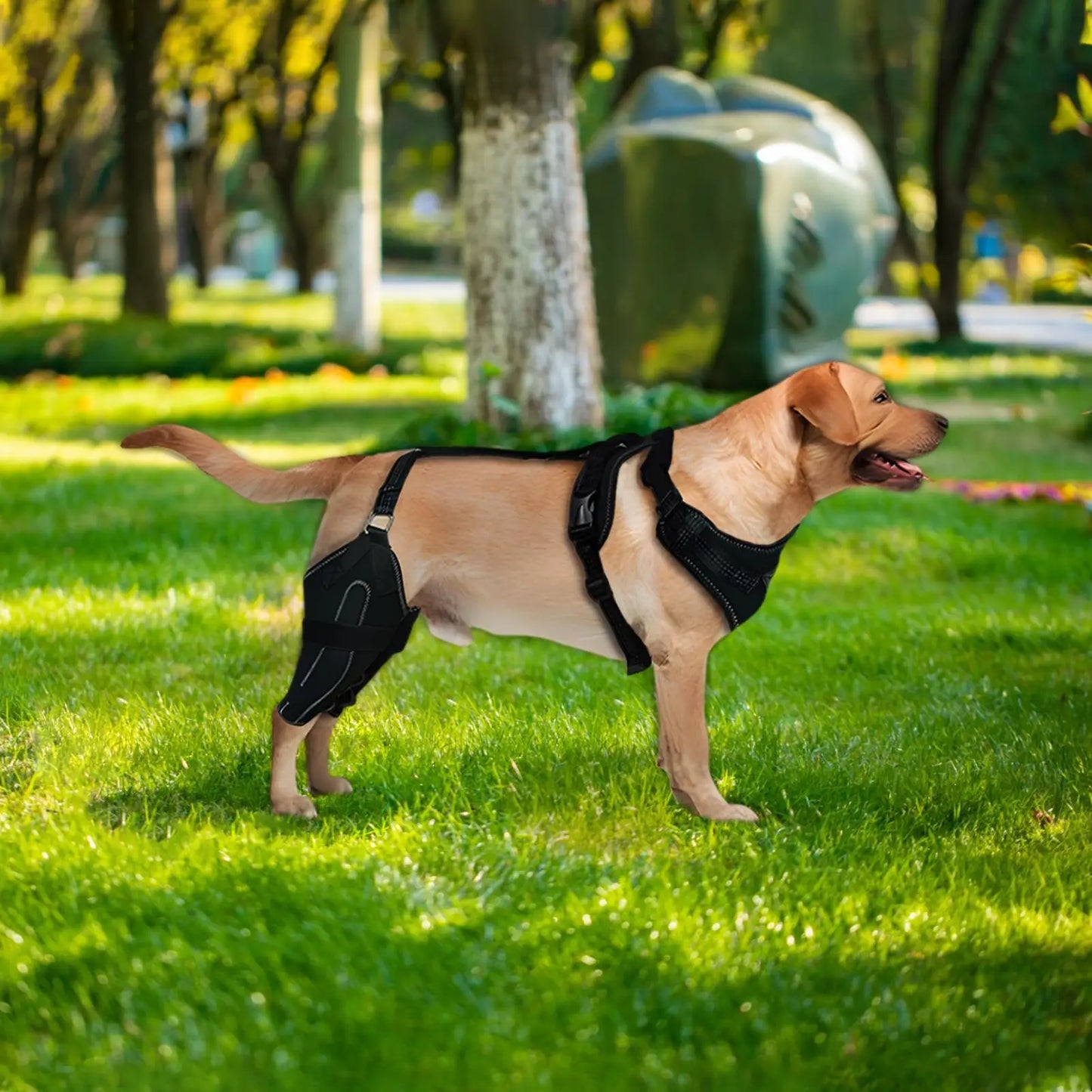 Détail des stabilisateurs métalliques de la genouillère pour chien