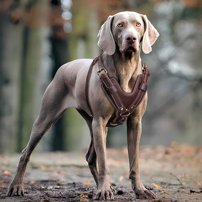 Coutures renforcées et anneau métallique du harnais en cuir pour chien
