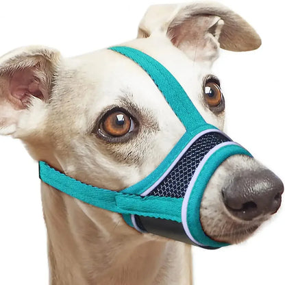 Chien portant la muselière anti-léchage réglable