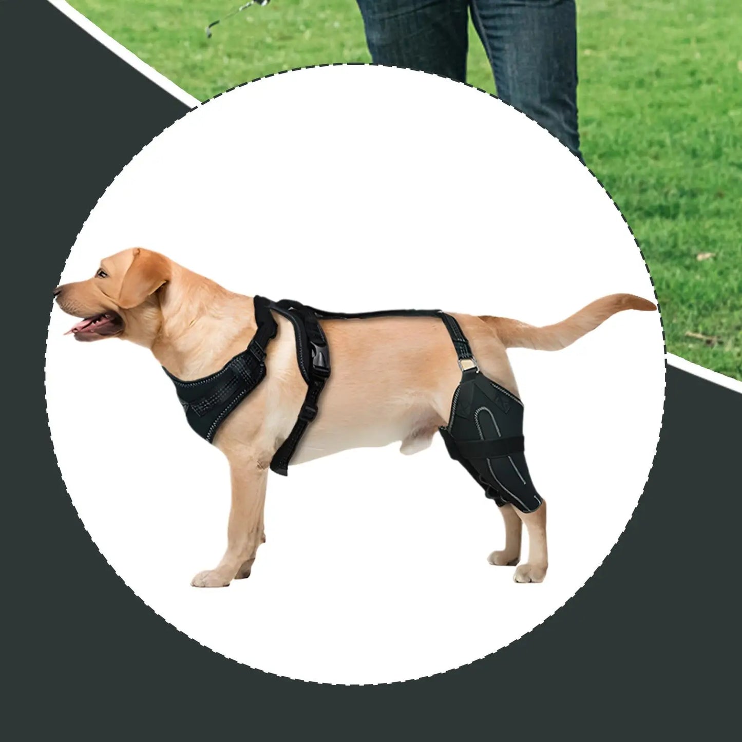 Genouillère à renforts métalliques portée par un chien