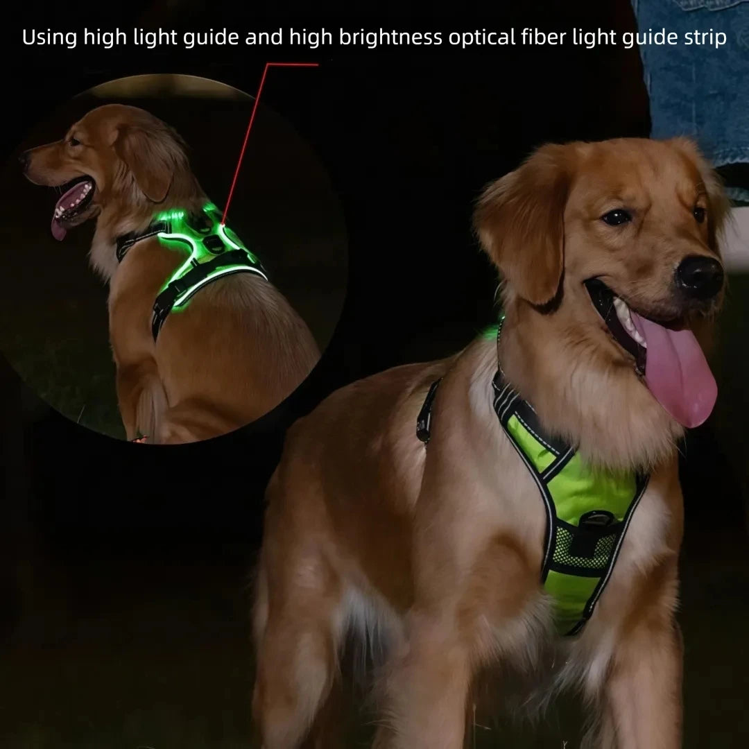 Chien portant le harnais LED allumé lors d'une sortie nocturne