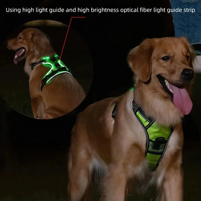 Chien portant le harnais LED allumé lors d'une sortie nocturne